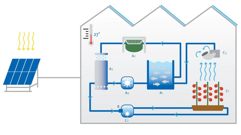 Aquaponics and ecophysiology IGB